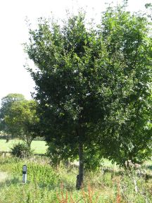 Greenwich Meridian Marker; England; Hertfordshire; Near Buntingford